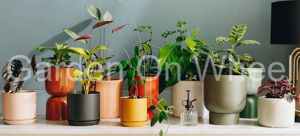 Plant Nursery in Bawana - Garden on Wheels