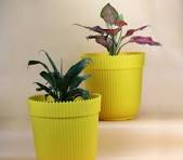 Plant Nursery in Bawana - Garden On Wheels Indoor Outdoor Plants Landscaping